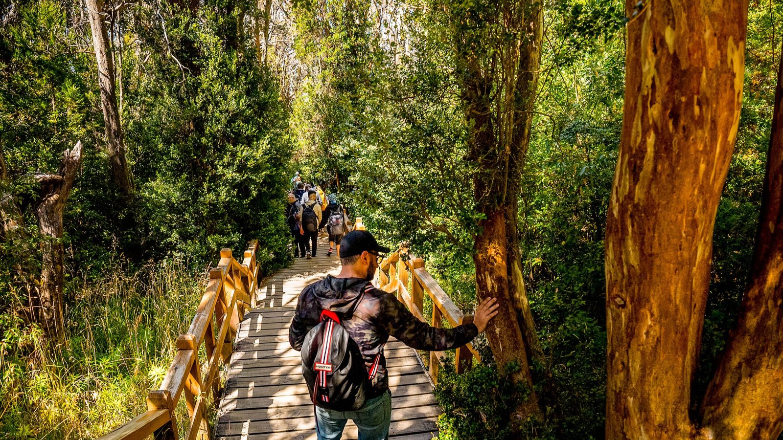 Bosque de Arrayanes - Lauke Tours