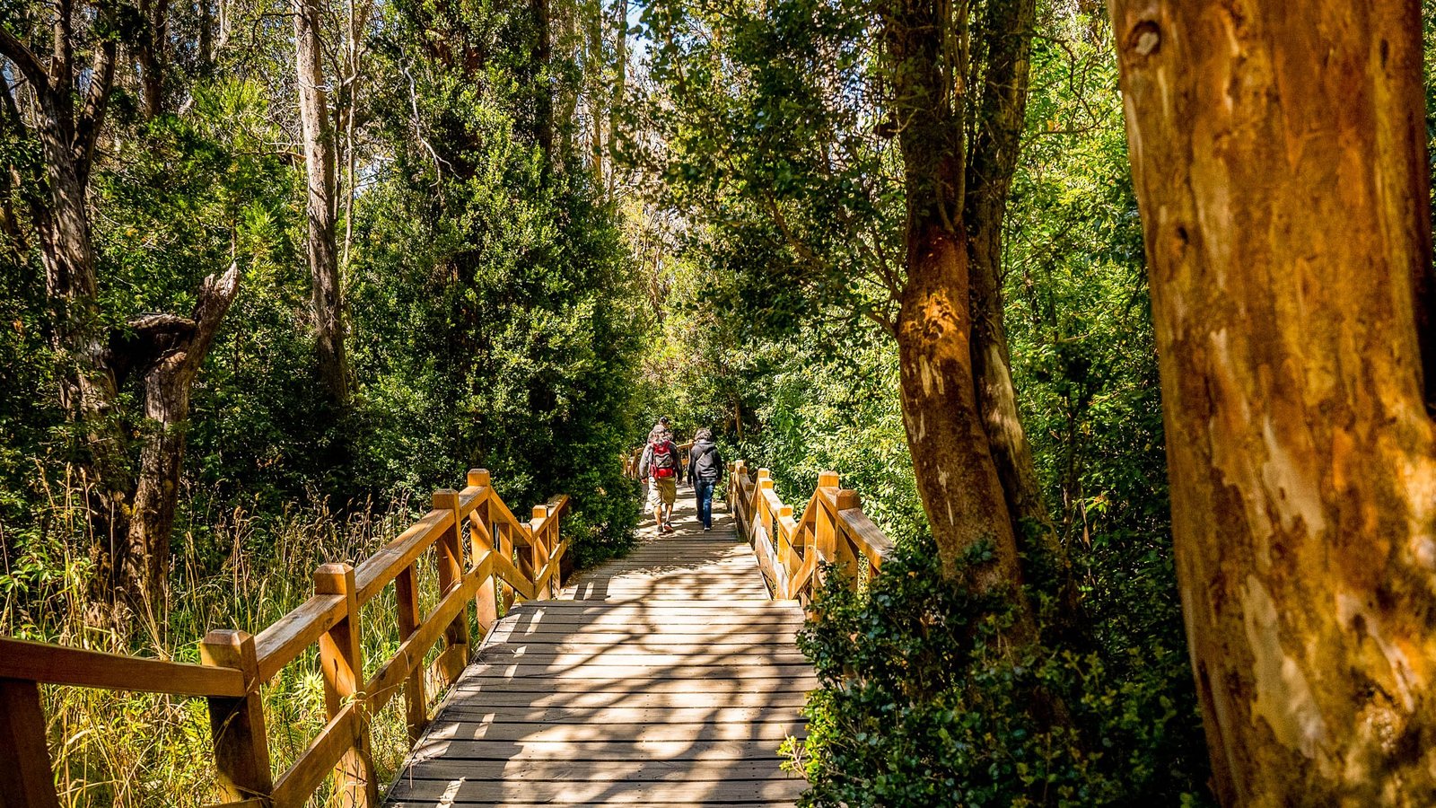 Bosque de Arrayanes - Lauke Tours