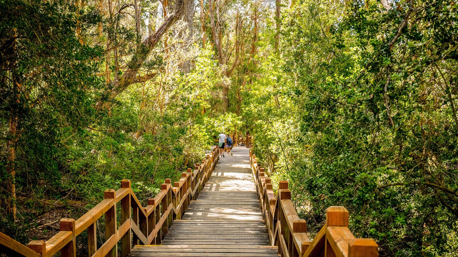 Bosque de Arrayanes - Lauke Tours