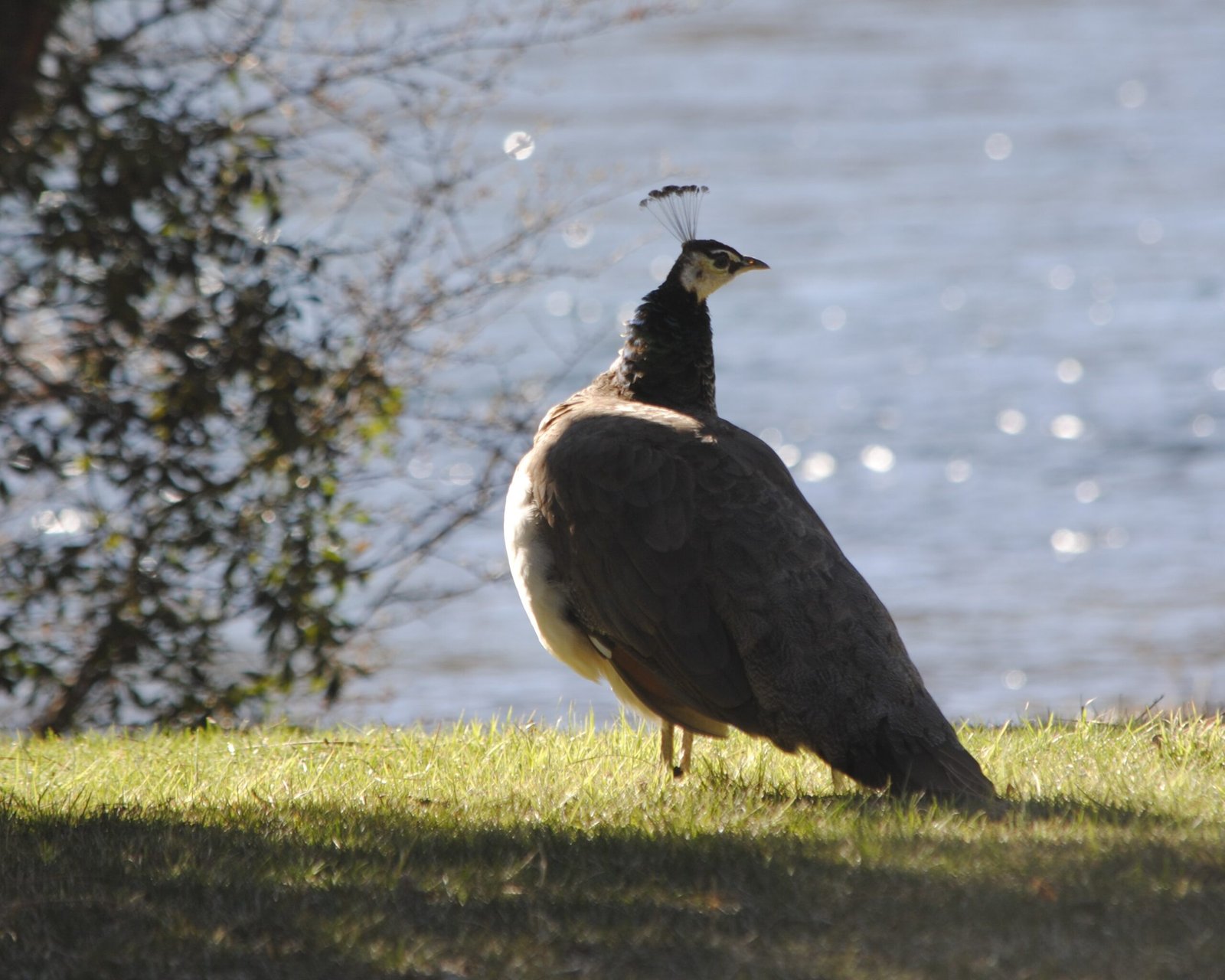 Villa Traful y Valle Encantado - Lauke Tours