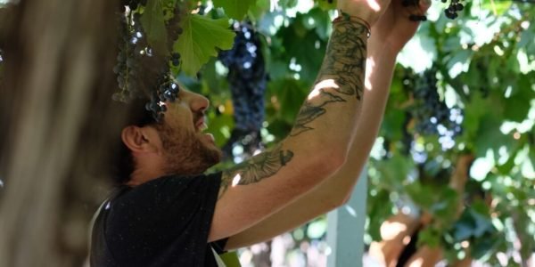 Cosecha en Bodega Santa Julia - Lauke Tours
